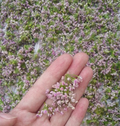 摘麻花图片功效与作用图片