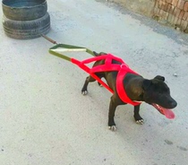 Biter dog drag heavy braces for training with negative weight supplies dog pull car towed iron chain chest back large sharp dog trailer chest braces