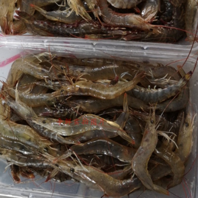 争鲜海鲜海钓小海虾野生杂虾黑斑节虾长毛虾沙虾250g