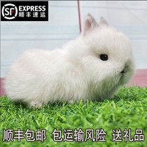 Rabbit Living Things Pet Gift Living Things Dwarf Rabbit Living length Small mini-sized Pineal Tea Cup Rabbit dorm