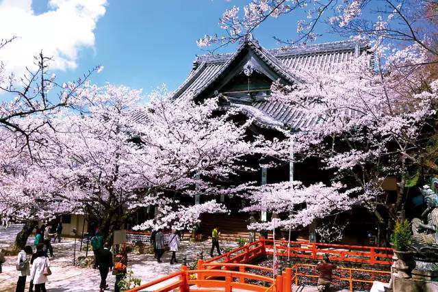 樱花季去奈良看小鹿? 其实,去和歌山纪三井寺也可以.