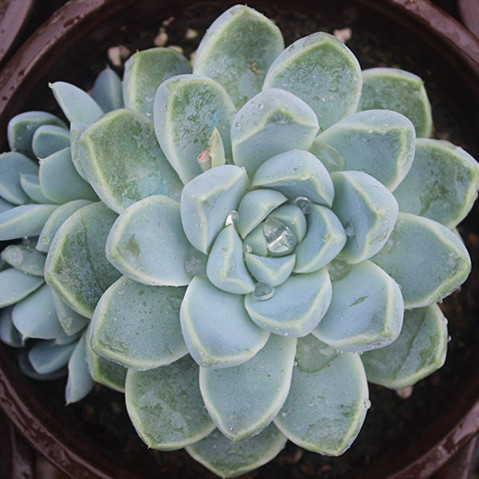 东篱园艺 多肉植物 【厚叶月影】12cm盆大颗 脱土发货保温发货_7折