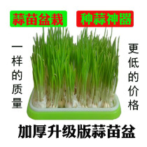 Garlic sprouts pot garlic planting water culture planting garlic seedlings garlic artifact onion pot garlic yellow sprouting box utensils