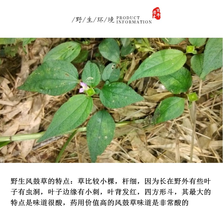 2017年新货正宗野生风柜斗草干品 风谷草风鼓草楮头红250克包邮_双氙