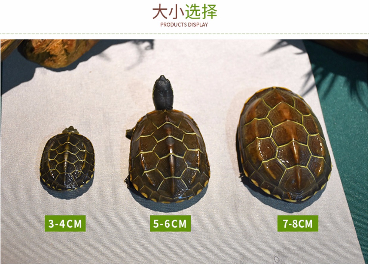 品牌:甲甲龟 颜色分类:精品金线草龟 龟食性:杂食 龟品种:中华草龟