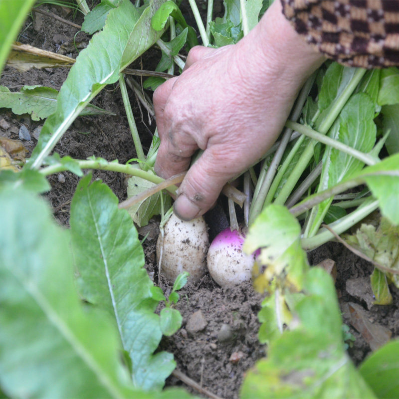 高山农家自种新鲜小白萝卜 老品种萝卜有机蔬菜萝卜