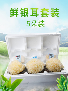 古松古田新鲜银耳600g白木耳雪耳带菌棒鲜活银耳5朵 百世快递