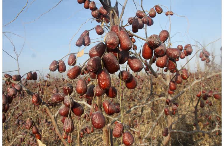 戈壁江南 新疆直供红枣9.9元3包包邮大枣500g新疆和田枣包邮