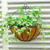 Semi-wall-mounted flower pot Wall wall balcony plant green dill pot chlorophyll hanging flower plate Flower basket hanging wall hanging wall