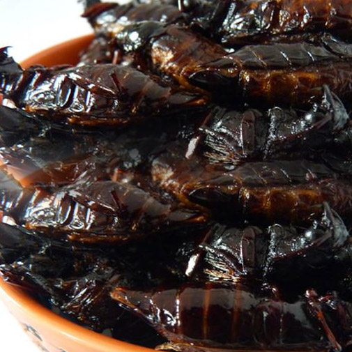 新鲜野生山水牛野味美食油炸山山牛昆虫食品公母山虫牛100g即食