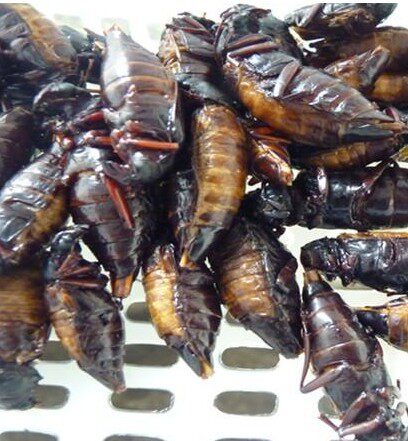 新鲜野生山水牛野味美食油炸山山牛昆虫食品公母山虫牛100g即食