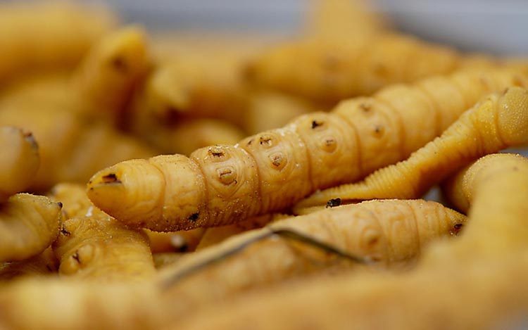 山东特产野生新鲜豆虫活体油炸青豆高蛋白昆虫食品500g顺丰包邮