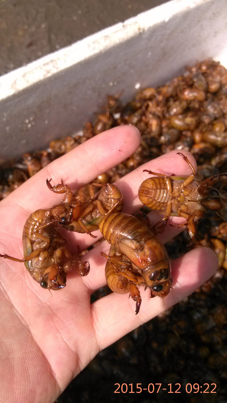 2016毕姥爷特产新鲜知了猴野生金蝉爬蚱唐僧肉蝉蛹2件顺丰包邮