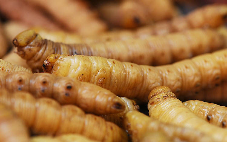 山东特产野生新鲜豆虫活体油炸青豆高蛋白昆虫食品500g顺丰包邮