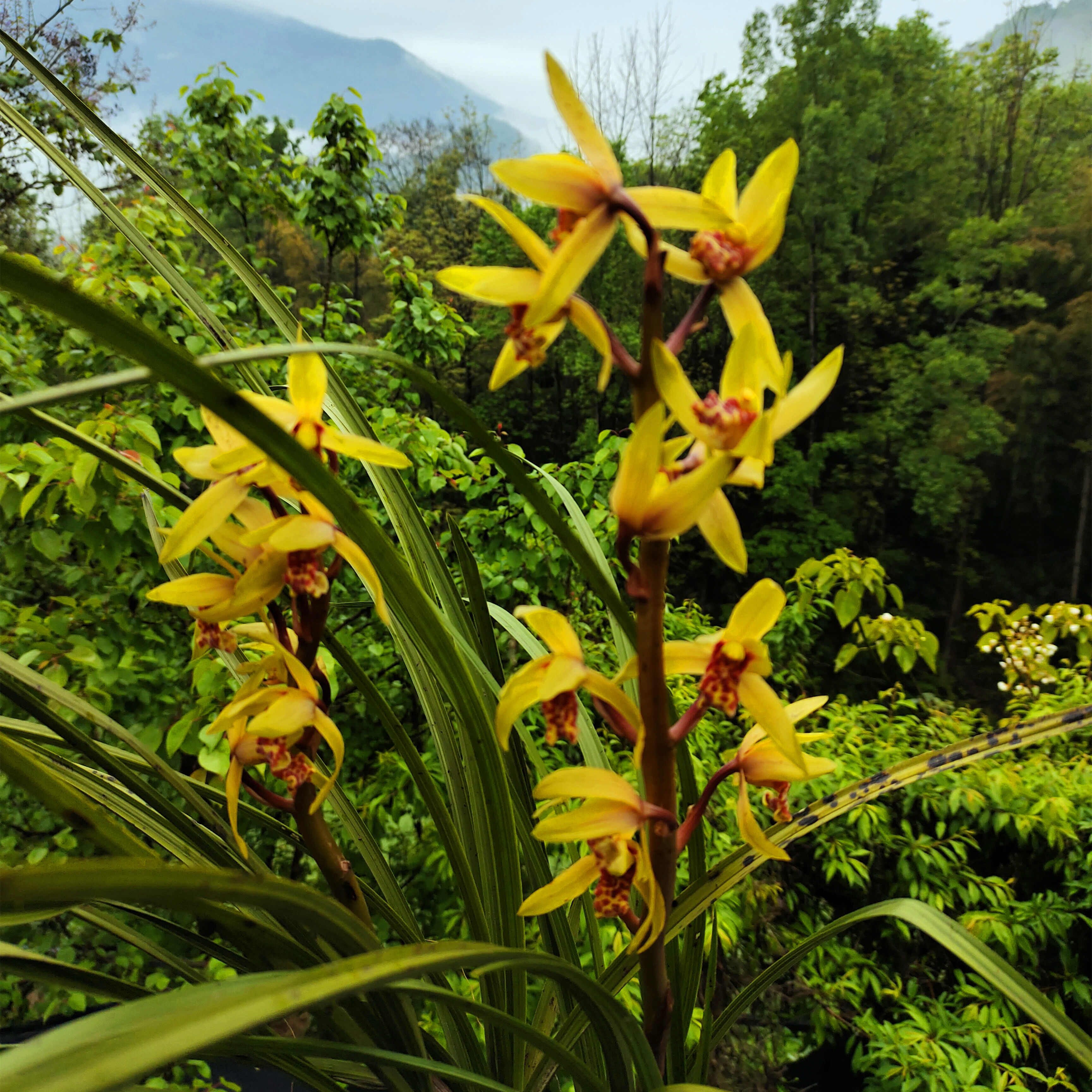 浓香型兰花苗带花苞春兰蕙兰秦岭高品质兰花健壮易活精品盆景花卉