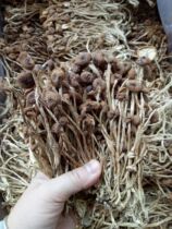 The dried goods of tea tree mushrooms 250g
