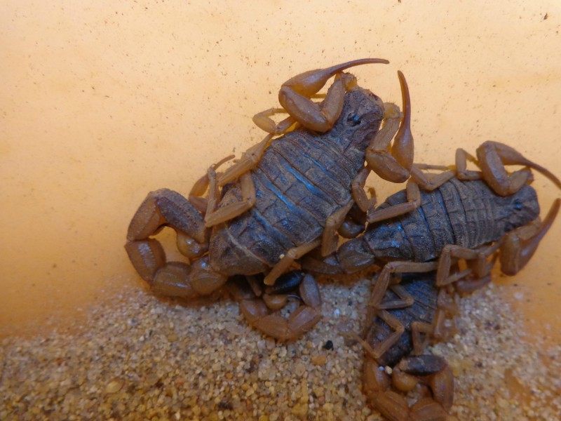 活蝎子 蝎子 蝎子活体 野生蝎子 沂蒙十足全蝎 一斤全国包邮批发