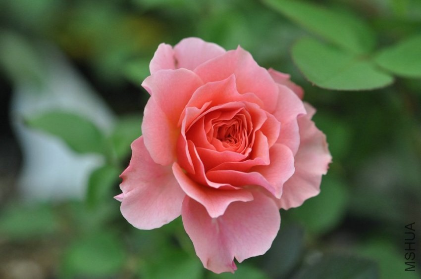 新品日本月季花苗惑星/星斗(lu0027etoile)月季苗花多丰花浓香