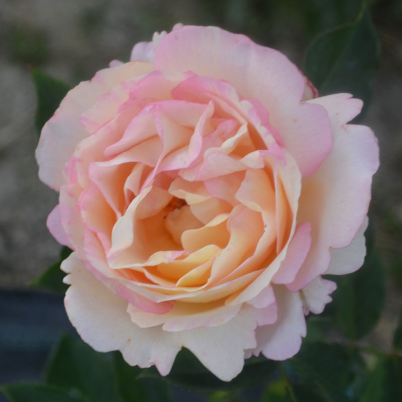 四季龙沙吉莱塔/糖杏粉多变色灌木月季花苗四季开花庭院阳台盆栽a_8折
