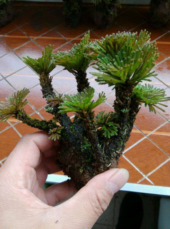 卷柏九死还魂草盆栽植物 百日晒不死草长生草 石花 见水还阳草