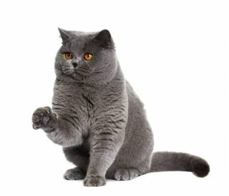 英国短毛猫 (简称英短,容易把它养很胖.全身都谁灰溜溜的~~)