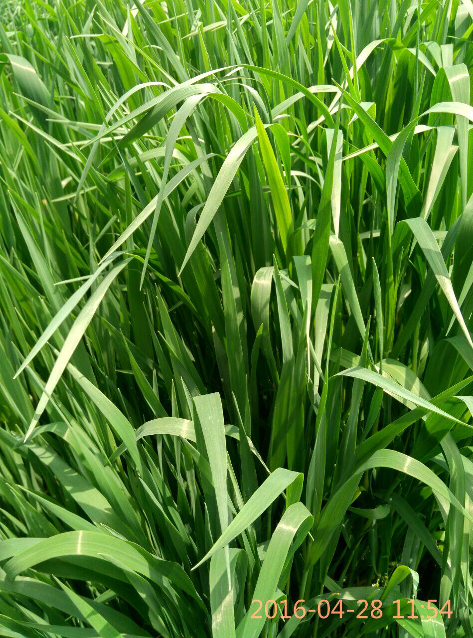 进口高产型燕麦种子 牧草型燕麦种子 耐低温牛羊猪兔高产牧草