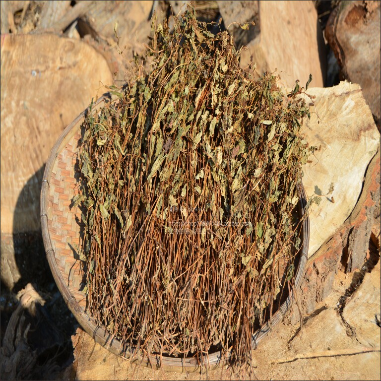 干鱼腥草干 新鲜野生鱼腥草带根晒干臭草纯天然折耳凉茶500克包邮