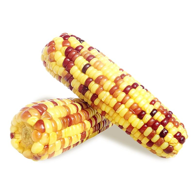 东北花玉米即食新鲜玉米低脂代餐甜粘糯真空早餐玉米棒8穗/2400g