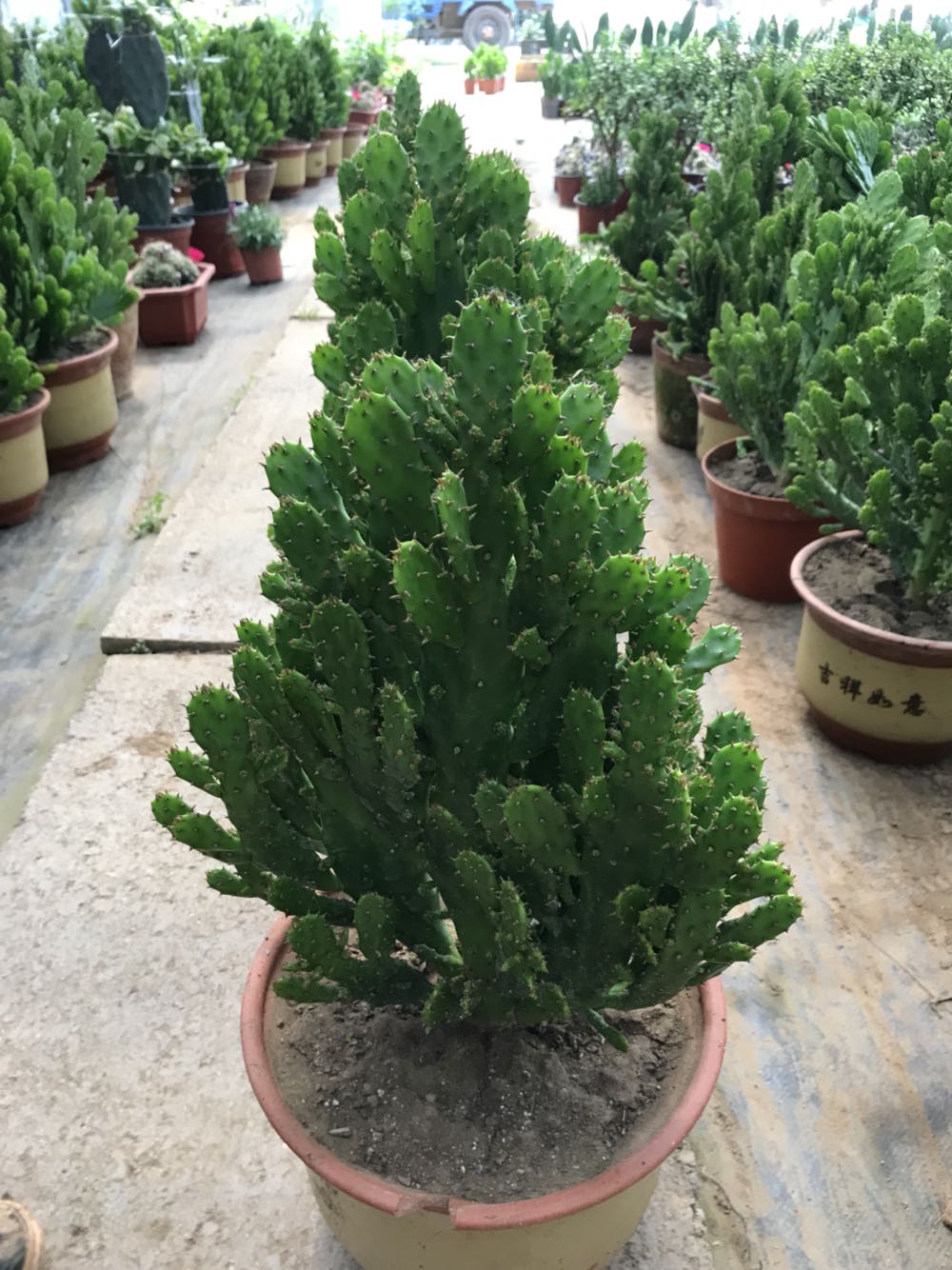 室内阳台绿植花卉防辐射仙人掌类千佛手多肉植物千手观音盆栽包邮