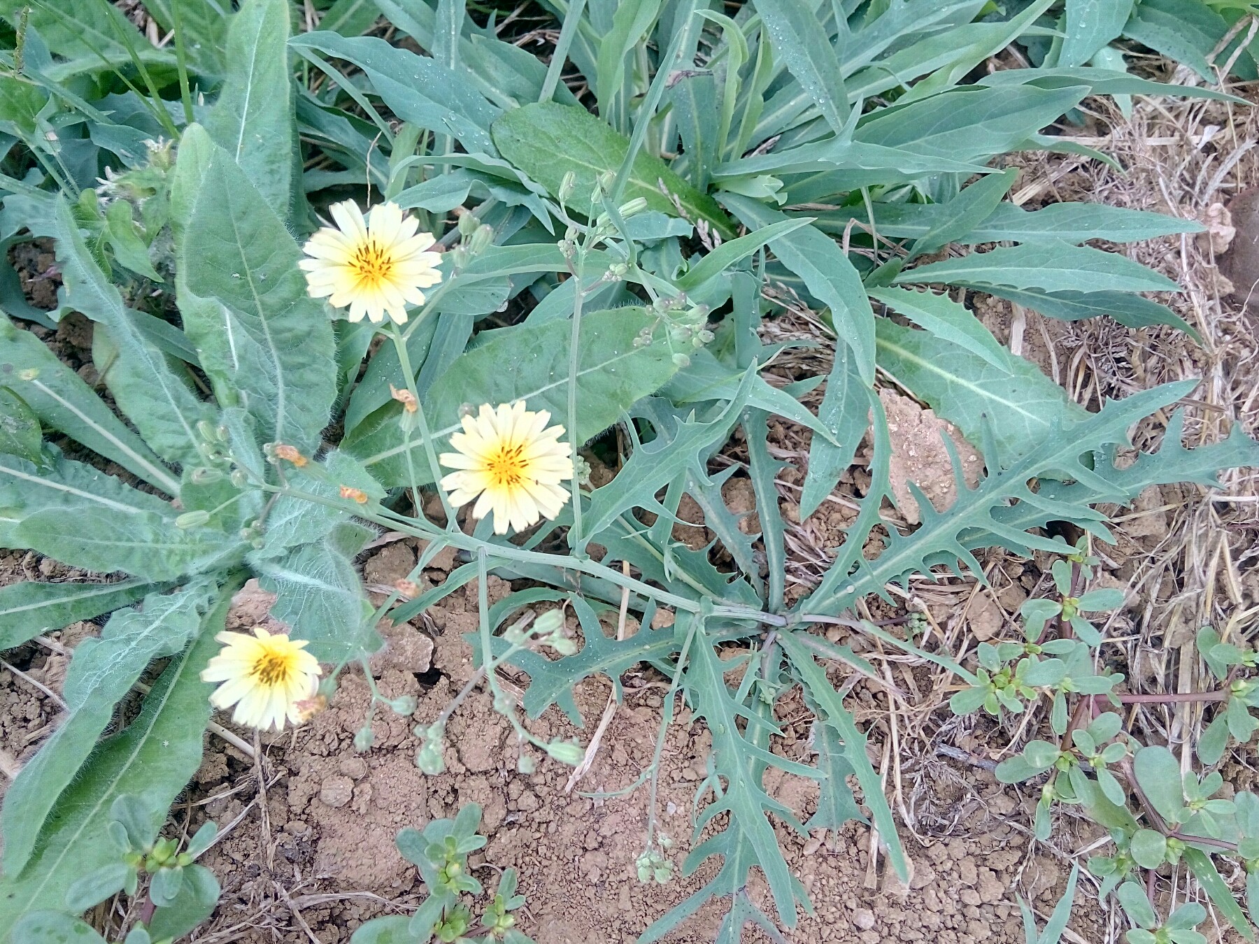 野生干苦麻子干苦丁菜干野苦菜小苦荬菜取麻败酱草包邮药材