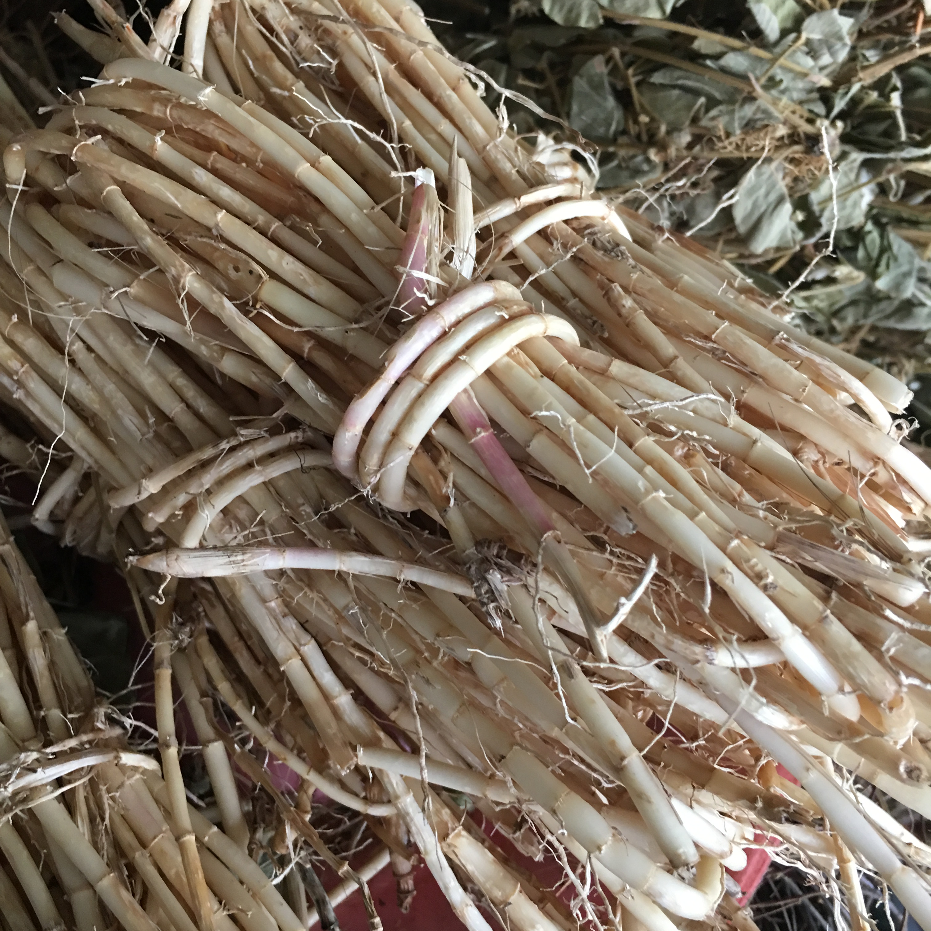 现挖野生白茅根新鲜白茅根天然茅草根竹蔗芦根250克