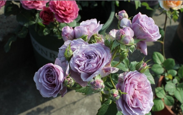 新款阳台院系蓝色藤本月季 薰衣草花环花束庭院植物玫瑰花苗微香