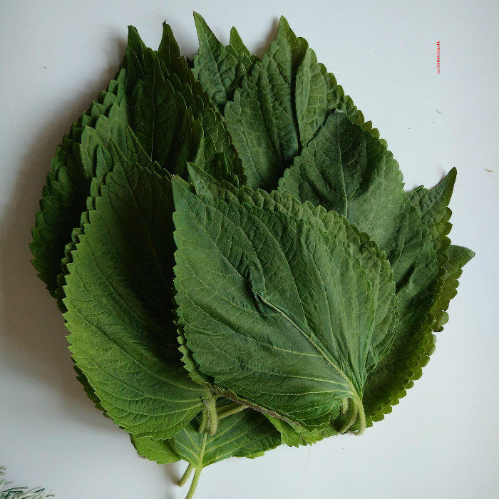 紫苏叶 苏子叶 新鲜苏子叶 韩国泡菜烤肉备料500g一份