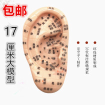 Large clear lettering ear model auricular acupoint model massage eardrum reflection area model ear model