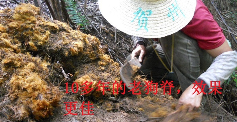 中药材野生 金毛狗脊 狗脊 黄狗头猴毛头 狗青 百枝