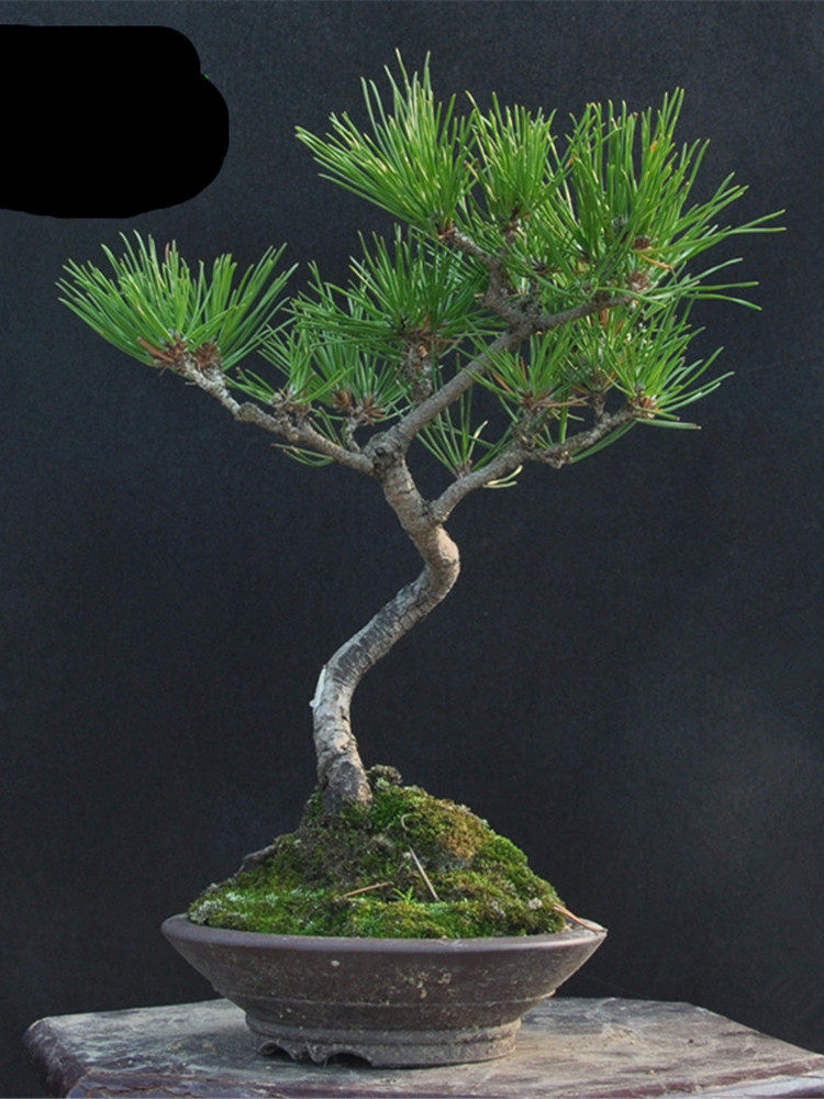 千木小型造型松树盆景-爱上花草世界