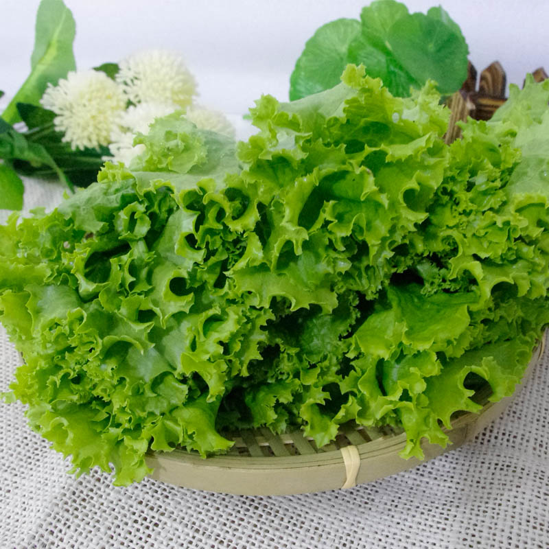 新鲜蔬菜 花叶生菜 绿萝莎 西餐配料图片