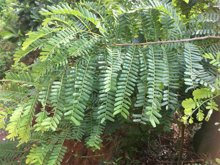 油柑叶新晒牛甘叶散装余甘子油甘果叶子枕头枕芯填充包邮