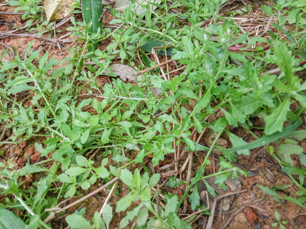 野外现采新鲜鹅不食草 野生饿不吃草 天然食胡荽猪屎草 2份包邮