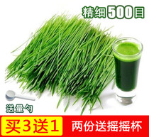 (Buy 3 sends 1) 500 mesh of barley if green juice of green juice farm barley Miao powder green group Meal Powder 500 gr