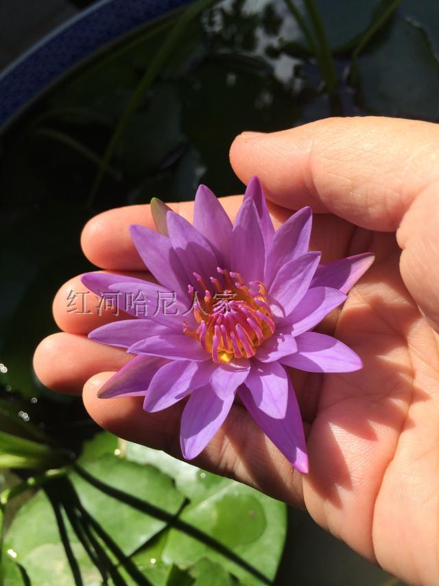 云南袖珍紫色小睡莲花朵花苗盆栽种子限量售