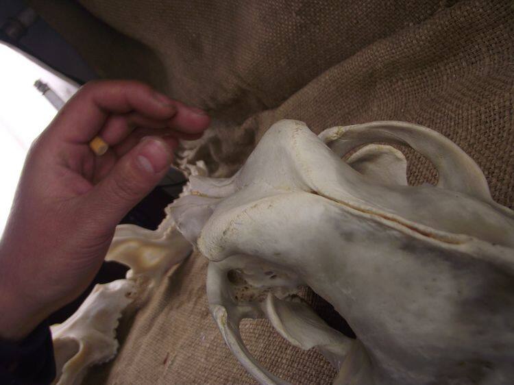 22厘米以上大 10年老藏獒头骨 标本 骨骼 狗头骨转 狗头运气 化石