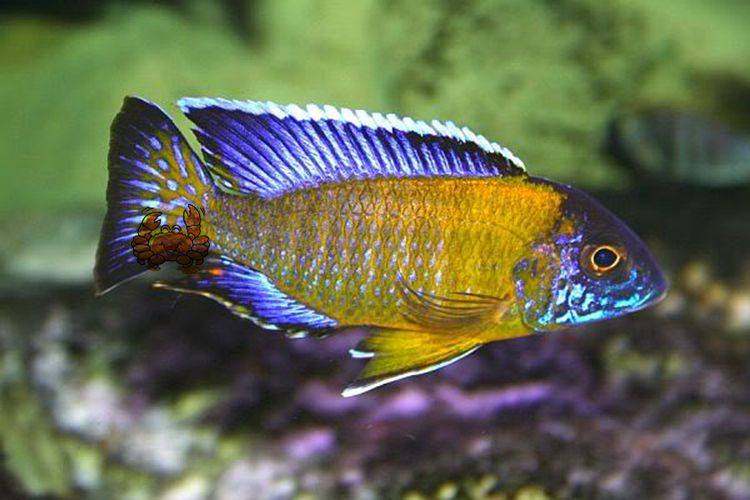 德系进口三湖慈鲷 马鲷 蓝黎明孔雀鱼 a属孔雀 热带鱼 观赏鱼活体