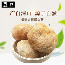 Gutian Hericium Erinaceus dried goods specialty deep mountain hericium mushroom stew soup nourishing stomach can take bamboo fungus 250g