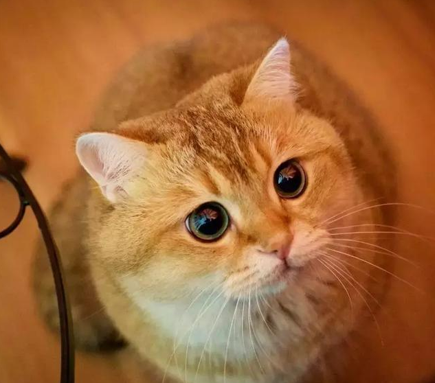 大眼睛的猫咪可爱到爆,这一大波的猫咪睁大眼睛看着你,你抵挡得住吗?