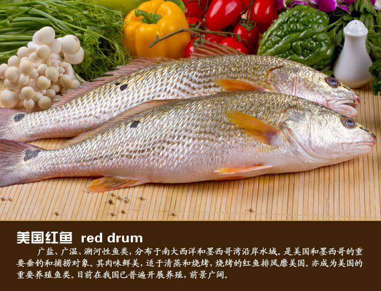 美国红鱼冰鲜,39元一条每条900克(北京市不新鲜无理由退货)