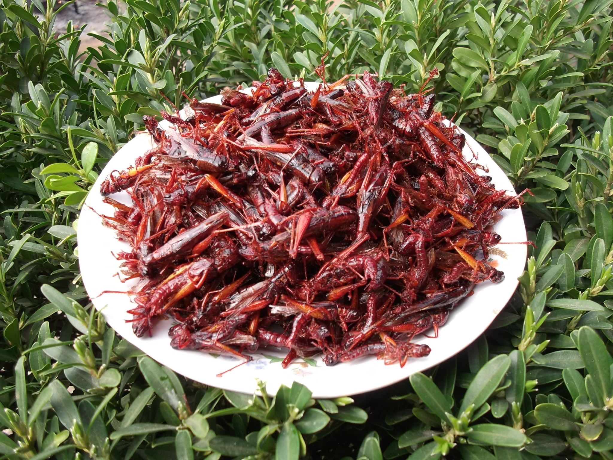 开袋即食油炸蚂蚱香酥昆虫野生蝗虫土蚂蚱沂蒙特产现炸现发下酒菜