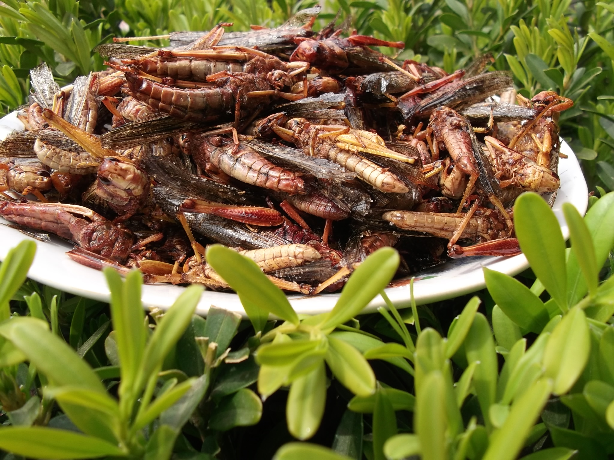 吃蚂蚱好处三:给身体提供多种营养素蚂蚱属于低热量的食物,低热量的