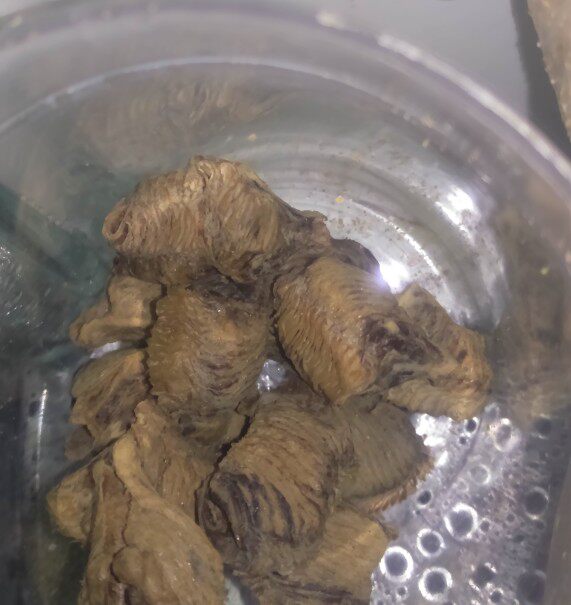 螳螂的笼子出售,也很便宜,别家卖十多块,甚至十五块,我这里只售八块多