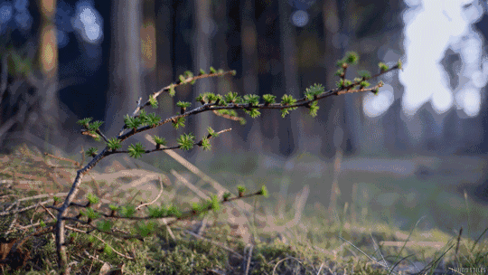 春水初生 春林初盛 春风十裏,不如你 大地在经历过一整个冬季的洗礼后